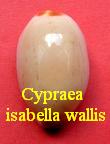 Cypraea isabella isabella, L. 1758